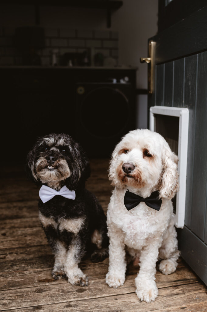 two small dogs wearing a bow tie sitting next to each other in the doorway